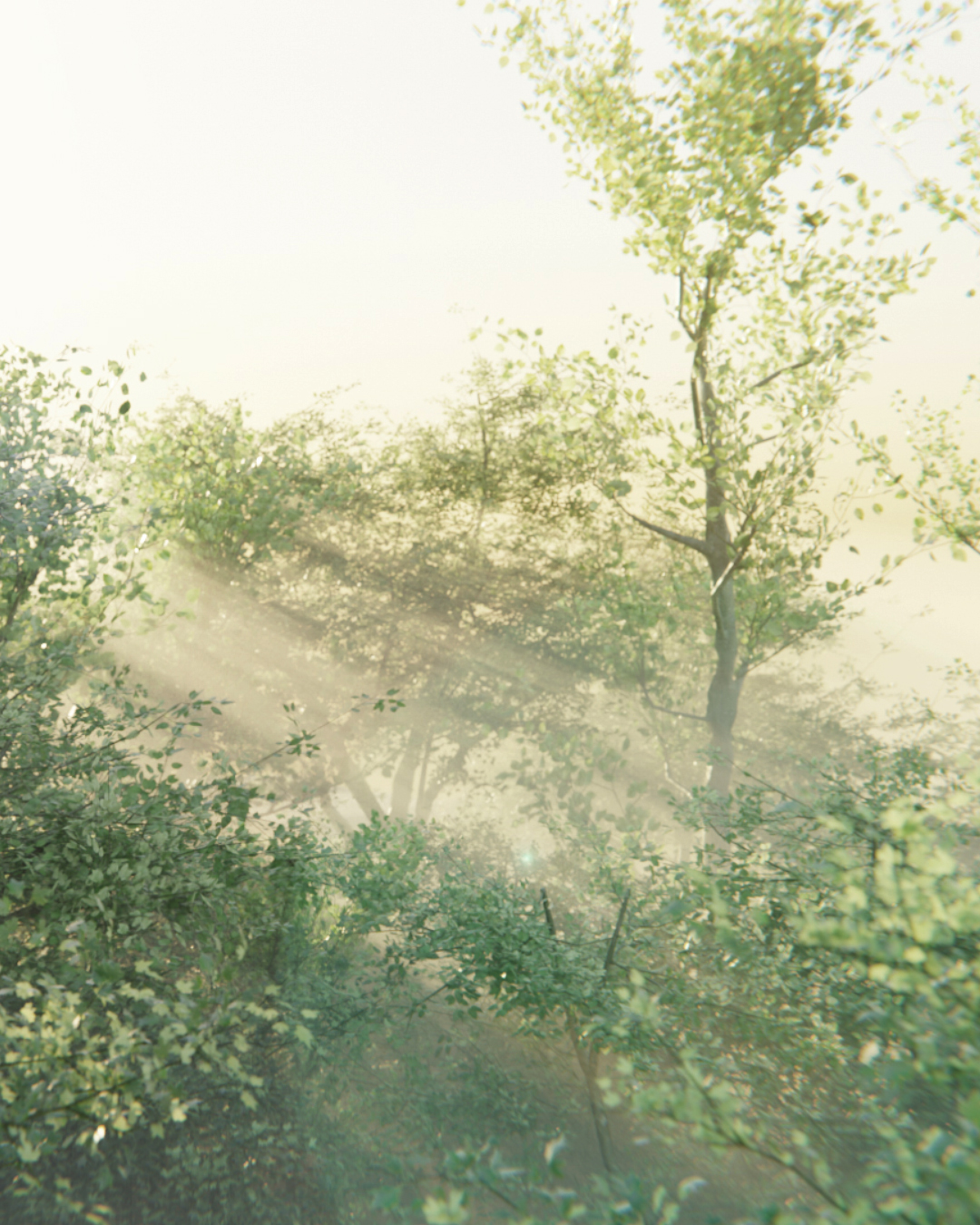 A dense and lush forest, shrouded in a light mist and illuminated by morning light